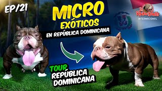 🔴Descubre los MICRO EXÓTICOS BULLY de República Dominicana by La Ruta Bulls 17,319 views 6 months ago 30 minutes