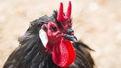 La Flèche Chickens | Wicked Looking Horny Comb