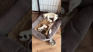 tiny paws jacks #tinyhouse #paws #fypシ゚viral #dogreels #smalldogs #dog meme coin price prediction