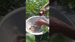 fishing method with trap in muddy water 15 #fishing # reels# trap