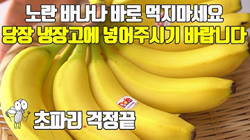 노란 바나나 바로 먹지마세요. 당장 냉장고에 넣어주세요. 초파리 걱정끝 바나나 보관방법 효능까지!