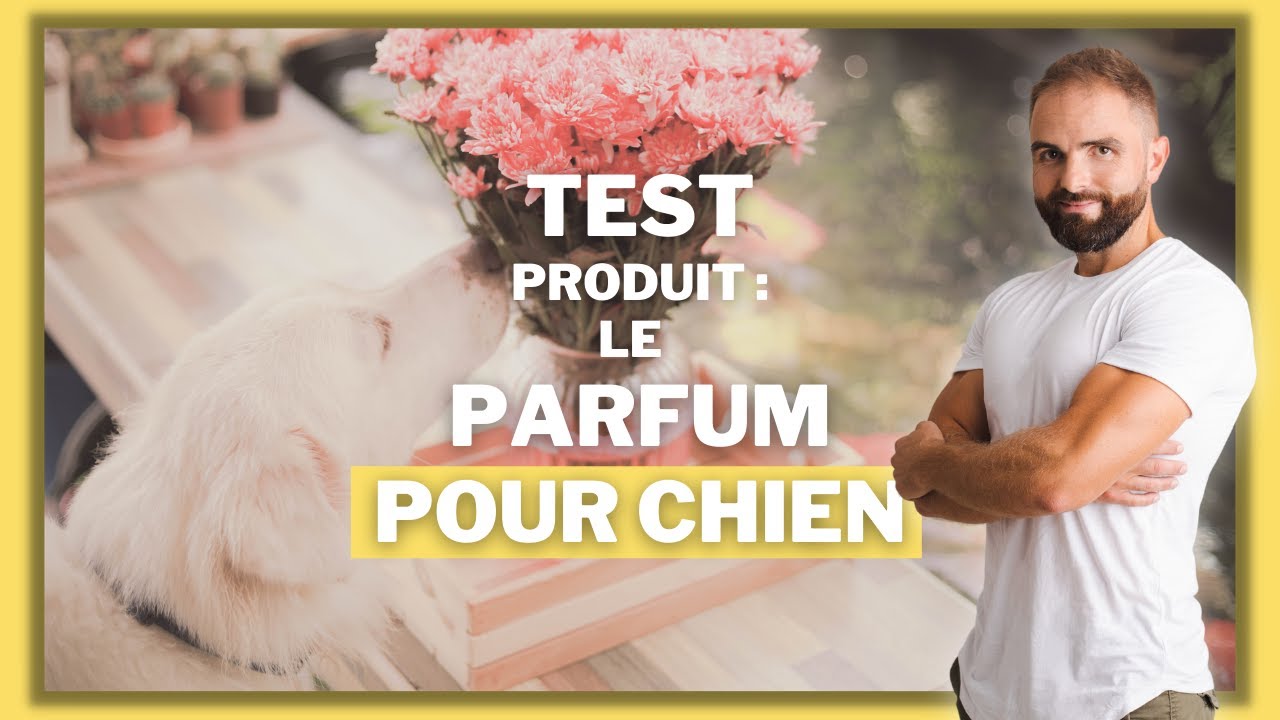 TEST PARFUM POUR CHIEN : Parfumer un chien est-ce efficace ? - YouTube