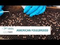 American foulbrood