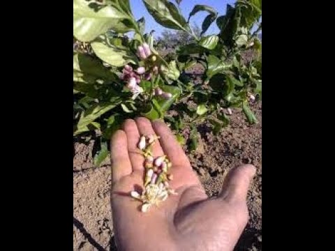 فيديو: ما هو انخفاض يونيو - أسباب تساقط الفاكهة من الأشجار في يونيو