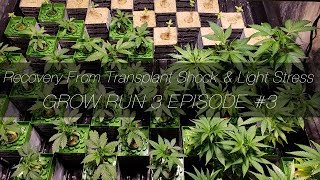 Recovery From Transplant Shock & Light Stress - GR3 E3