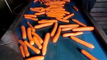 Carrot Washing, polishing and sorting.