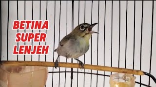 Suara pleci betina birahi memanggil jangan dengan cepat merangsang pleci jantan cepat Gacor
