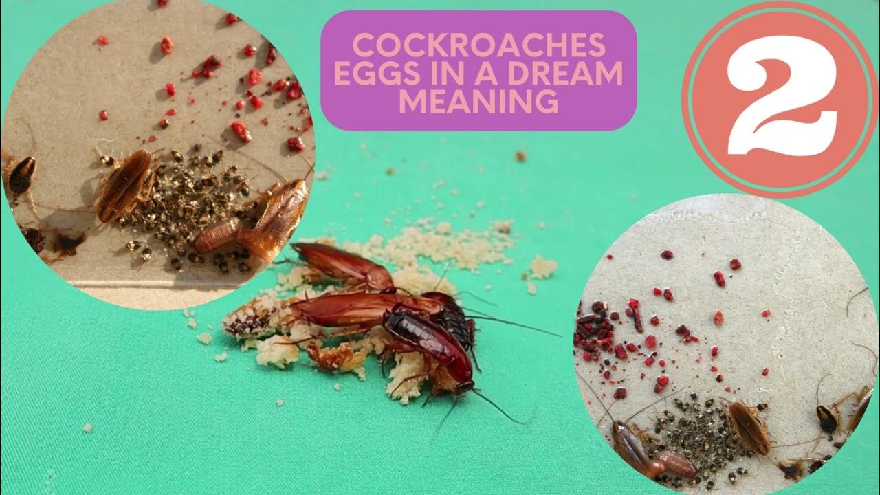 Cockroach In Dream Meaning Know Cockroach Eggs, Killing Or Many Cockroaches In Dream Meaning