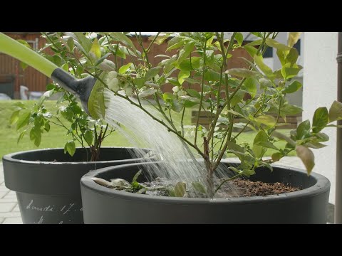 Video: Zahradní Borůvka
