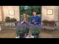 How Lavender To For English Care