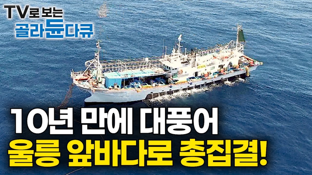 드디어 터질 게 터졌다! 한국인이 사랑하는 해산물 1위 오징어 잡으러 전국 배가 울릉 앞바다로 총집결!｜10년 만에 대풍어｜선상 먹방｜만선 오징어잡이｜바닷가 사람들｜#골라듄다큐
