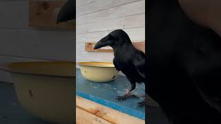 #Aboutbirds #Animal #Birdtraining #Crow #Raven #Воронгоша #Trainingravens