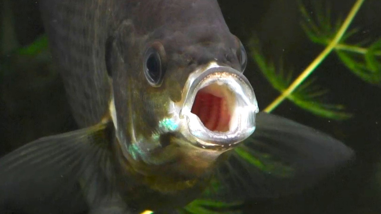 MY PET BLUEGILL Part 3