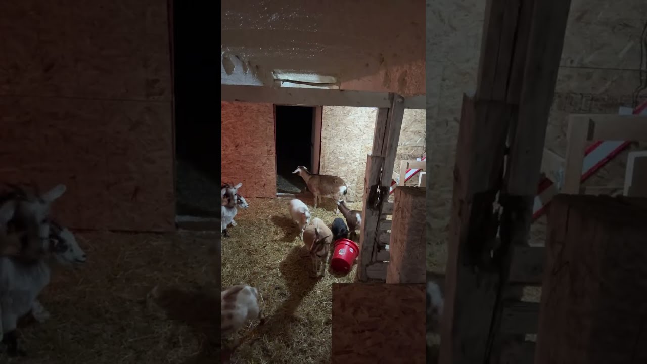 24 Hour Goat barn Camera LIVE at Starling Acres, Part Two 🐐