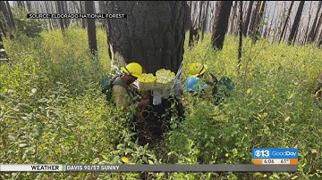Firefighters Using Explosives To Knock Down Trees Damaged By Fork Fire