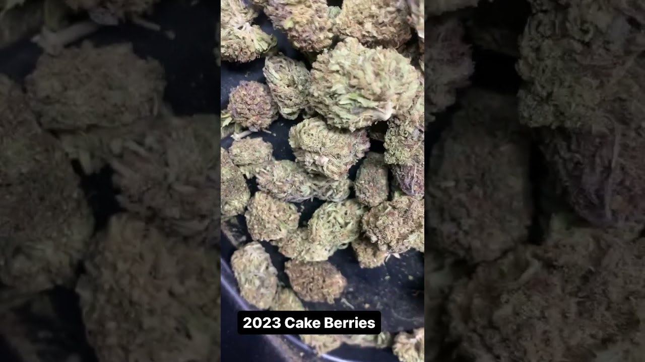 Elli-Hou Farms 2023 Cake Berry