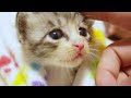 眠れない子猫を毛布で包んだら安心したのかゆっくりと眠りにつく【赤ちゃん猫 保護猫】