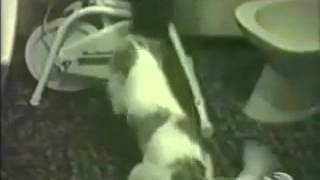 472funny animal disaster film