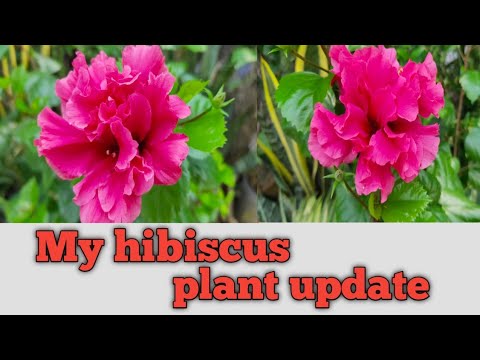 My hibiscus plant update