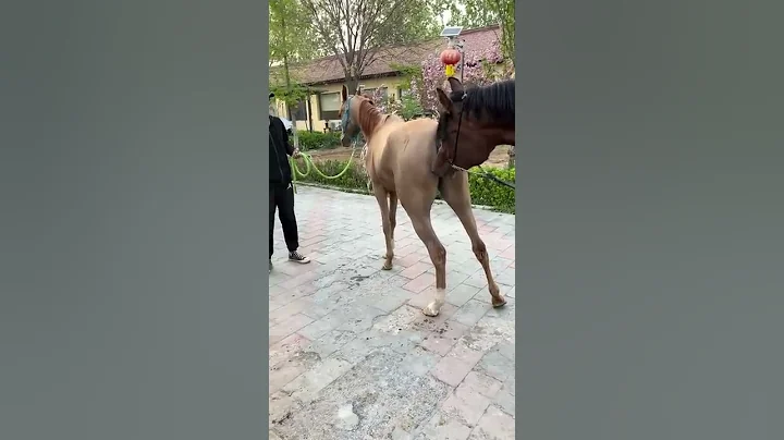 Best Wild Horses Wild Horse #Shorts #778 - DayDayNews