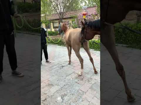 Video: Appaloosa atı cinsi: şəkil, təsvir. Appaloosa atı: bəbir, bəbir