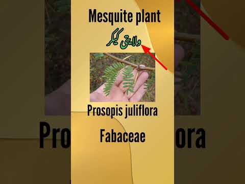 वीडियो: मेसकाइट के पेड़ के लाभ: मेसकाइट के पेड़ों के विभिन्न उपयोगों के बारे में जानें