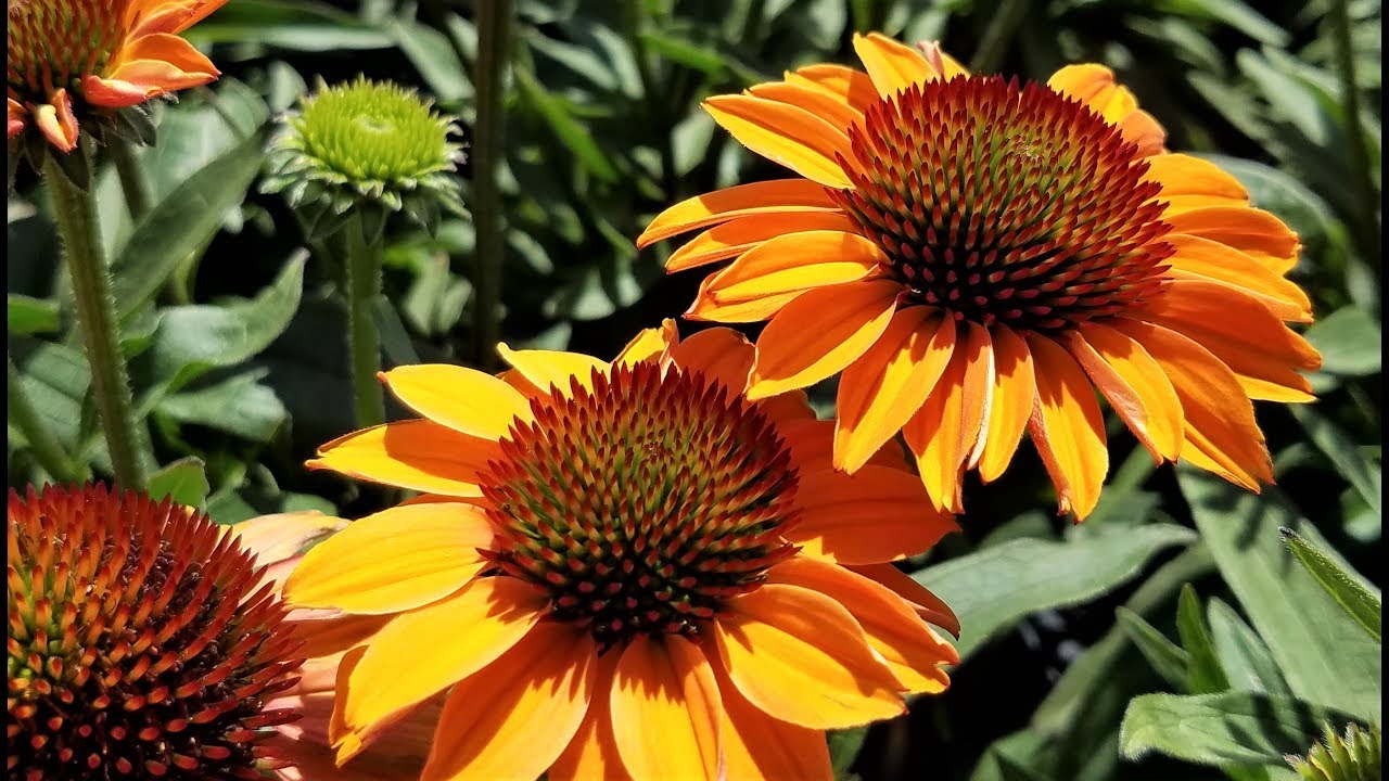 Best Perennials - Echinacea Prima™ Ginger (Coneflower)