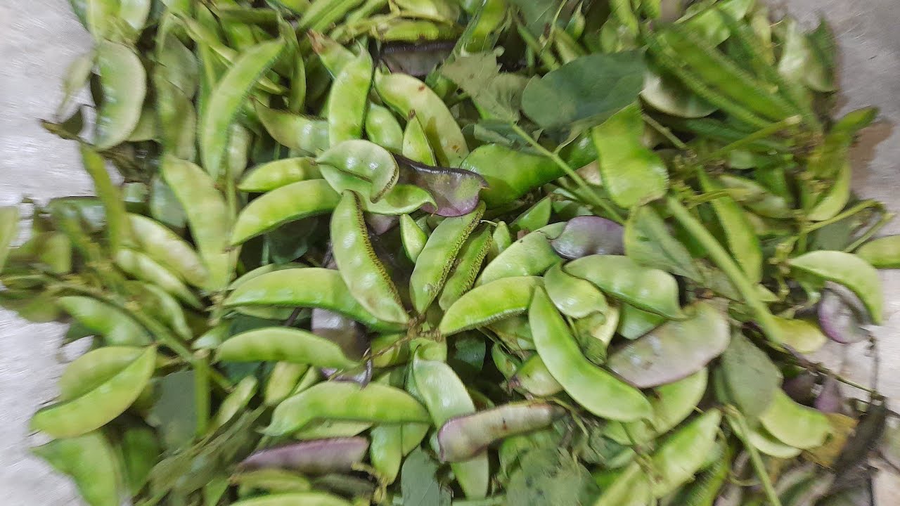 শখ বাগানের অর্গানিক সবজি। #highlights #nature #everyone #garden #favorite #fb 30 january 26