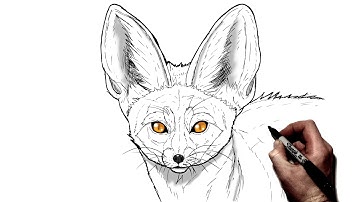 How to Draw A Fennec Fox | Step By Step