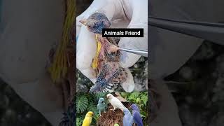 No Hand Came To Lift 🤲 #shorts #help #animals