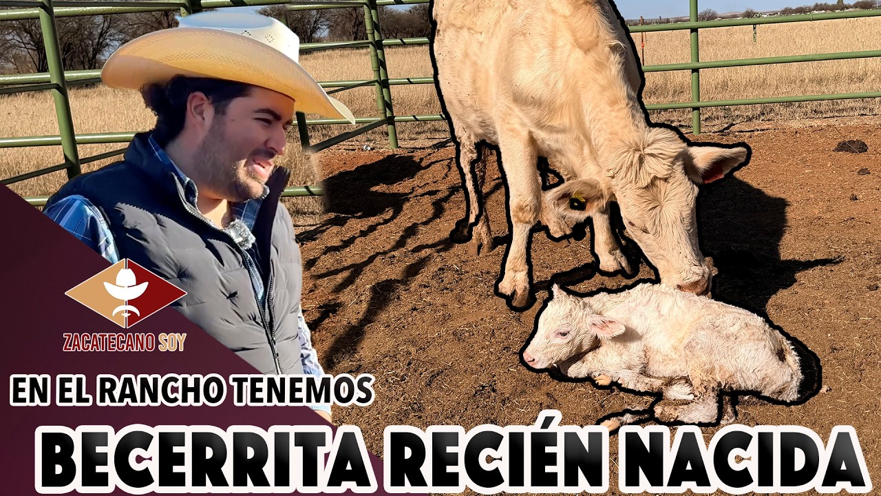 NOS NACIÓ UNA BECERRITA EN EL RANCHO y Jacobo la conoce