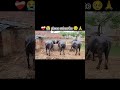 #vlog #shorts