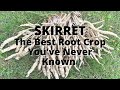 Skirret: The Vegetable You Never knew You Needed