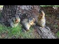 Ground squirrels have a picnic under the tree.