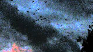 bats.avi