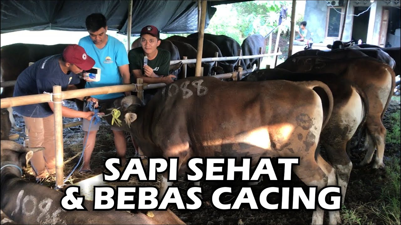 Proses pemberian obat cacing pada SAPI QURBAN Setia Farm - YouTube