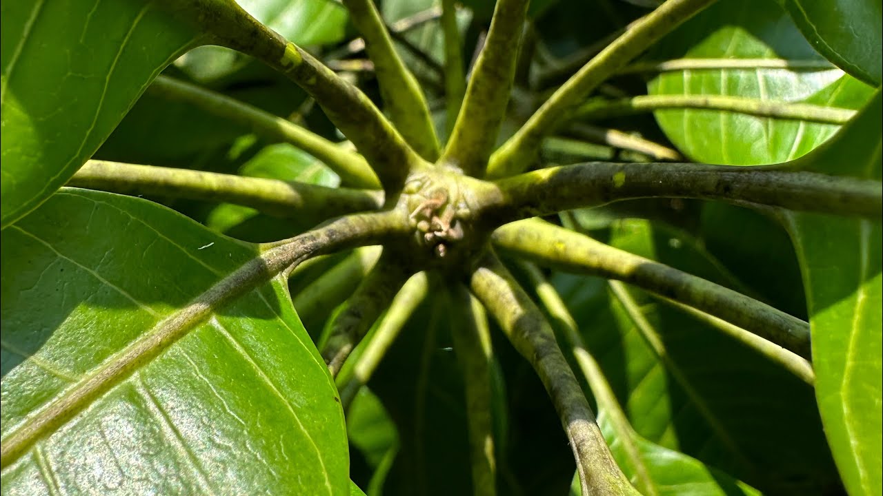 Nói về phân bón lá kích thích ra hoa xoài, kno3 hay thiourea?!