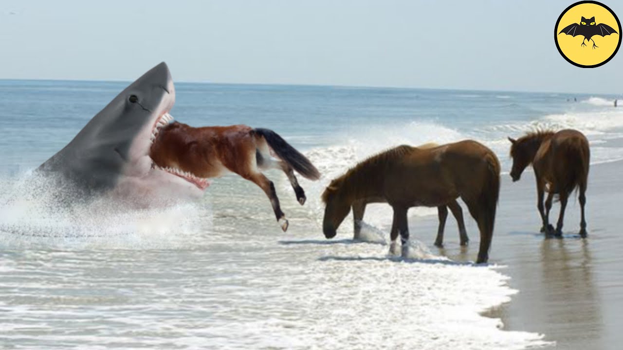 7 Most Incredible Things Swallowed by Sharks.