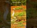This cobra was not backing down||#shortsfeed#shortvideo#shorts#wildanimals