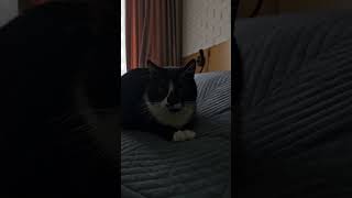 Download Lagu Funny cat Ula 1119 MP3