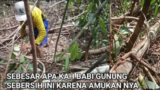 Jerat Babi Hutan Poin Lagi Kawan‼️Jangan Sedih Ya Kawan😱 #berburubabi #jeratbabi #hutan