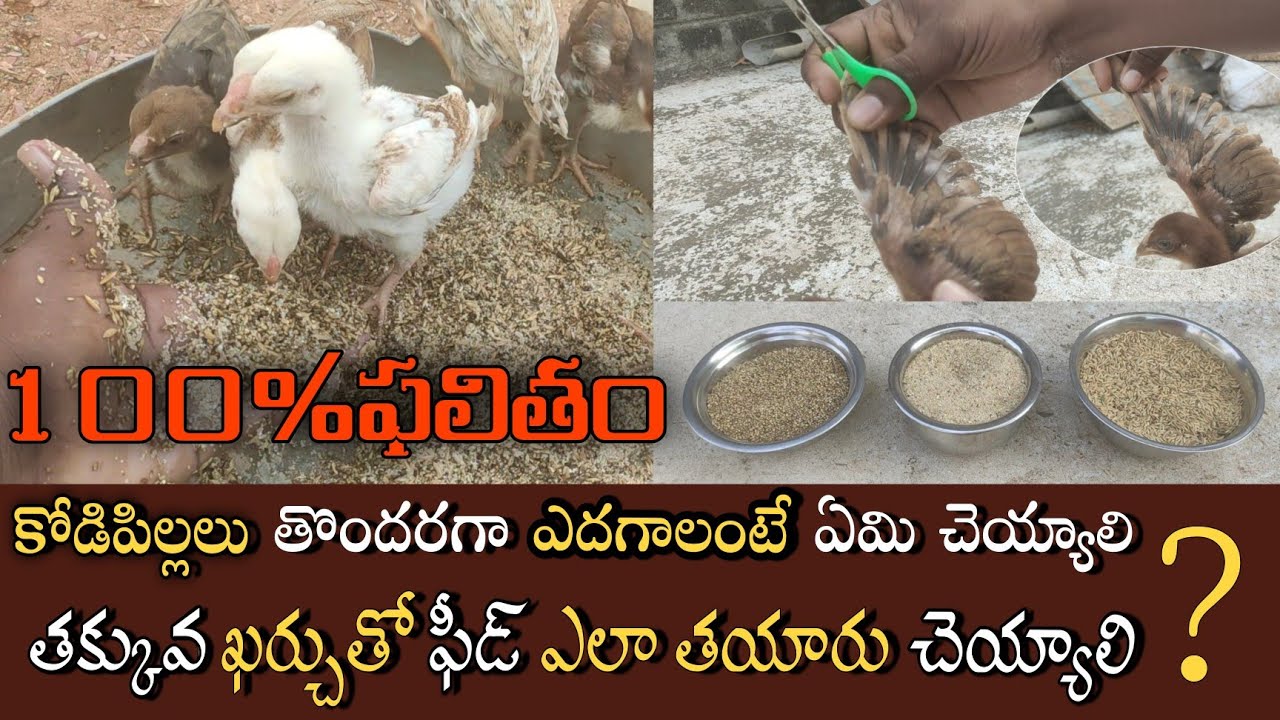 How to grow chiks growing verry fast in easy way||100%success ||@nanifarmsTootop