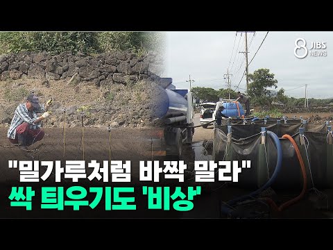 싹 틔우기도 '비상'/JIBS/<strong>제주</strong>/2026.08.07
