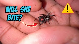 Black Widow Handling & Info!