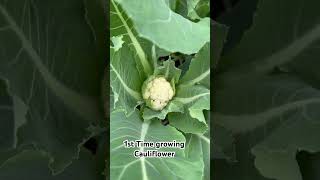 Cauliflower #gardening #garden