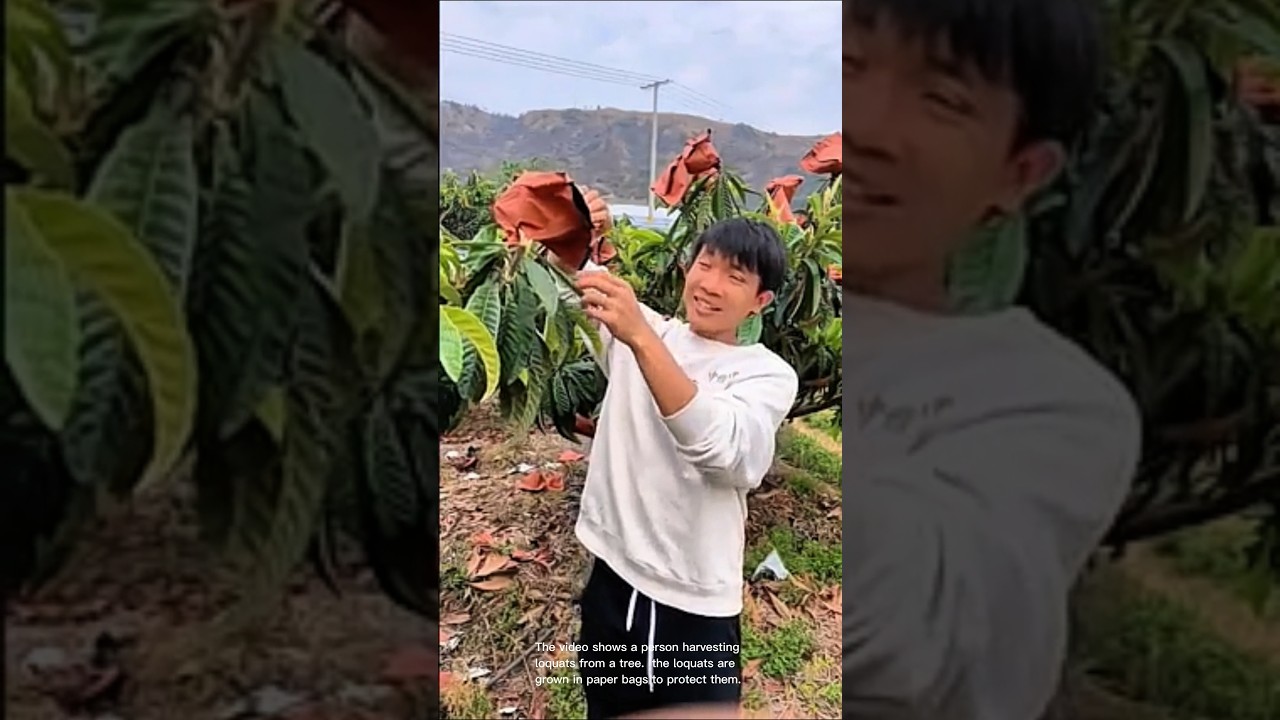 Harvesting loquats: farmer shows off his loquat crop
