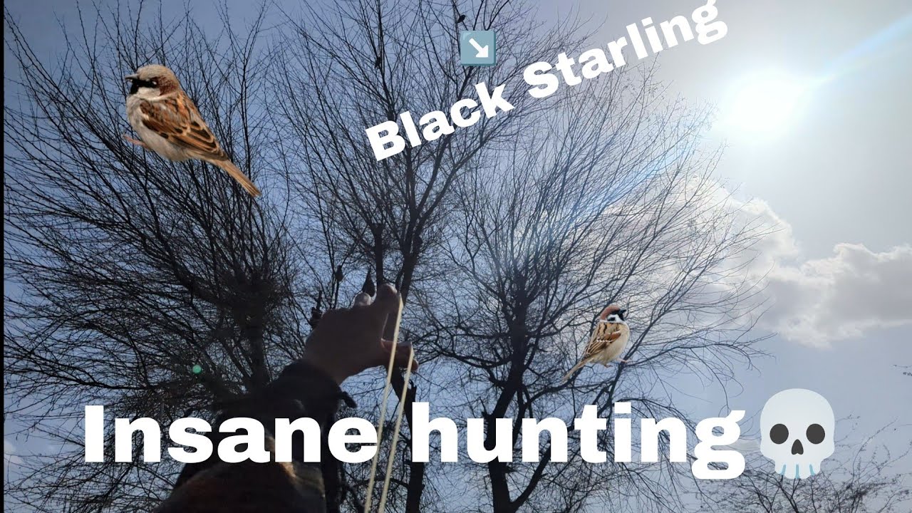 Bad day of slingshot hunting ❗