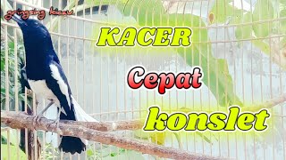 🔴LANGSUNG PLAY SAJA ‼️KACER ANDA PASTI LANGSUNG BUKA EKOR SEKETIKA❗❗