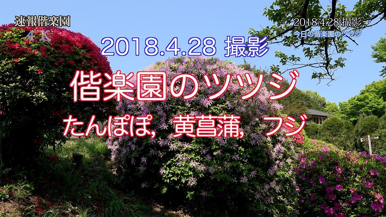 2018 4 28撮影 偕楽園のツツジの開花状況 たんぽぽのワタゲ フジ 4k Youtube