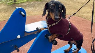 MINI DACHSHUND ACTS LIKE A KID